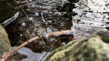 Modular #9.2 Streams (short) -eurorack ambient - ER-301 Just Friends Three Sisters Mimeophon Batumi