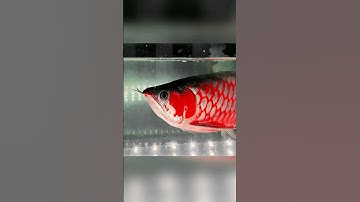 Cá Rồng Huyết Long Bạch Ngọc 39cm Cập Bến Cá Rồng Hùng Anh #cacanh #carong