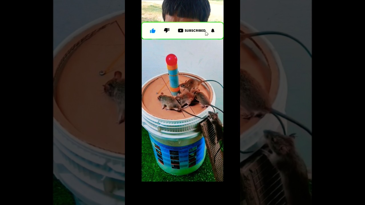 Red Lid Mouse Trap Trick 🐭🔥 | Genius DIY Hack 