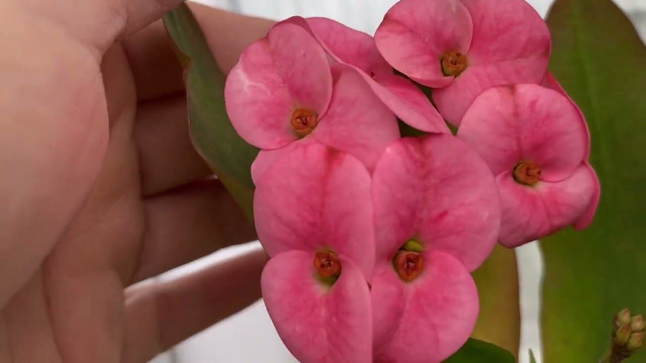 Bizyine yollara düştük çiçeklerime veda