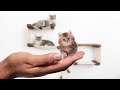 Top 9 Smallest Cats in the World