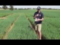 Mallee sustainable farming karoonda field day