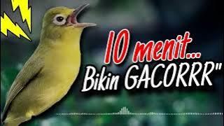 Download lagu Masteran Kecial Kuning Ampuh Bikin Kecial Kuning Jadi GACORR‼️