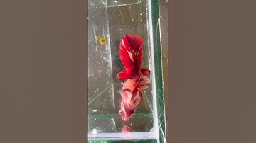 Cá Betta Độc Lạ Betta Có 2 Đuôi Và 2 Vây Bụng Unique Betta Fish, Betta Has 2 Tails And 2 Pelvic Fins