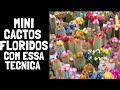 ESSES 3 INGREDIENTES FAZ CACTO FLORIR E MULTIPLICAR MUITO RÁPIDO| APRENDA COMO FAZER O CACTO FLORIR