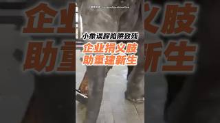 曾误踩陷阱致残 小象Ellie获捐义肢重新健步