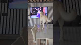 #dog #dance