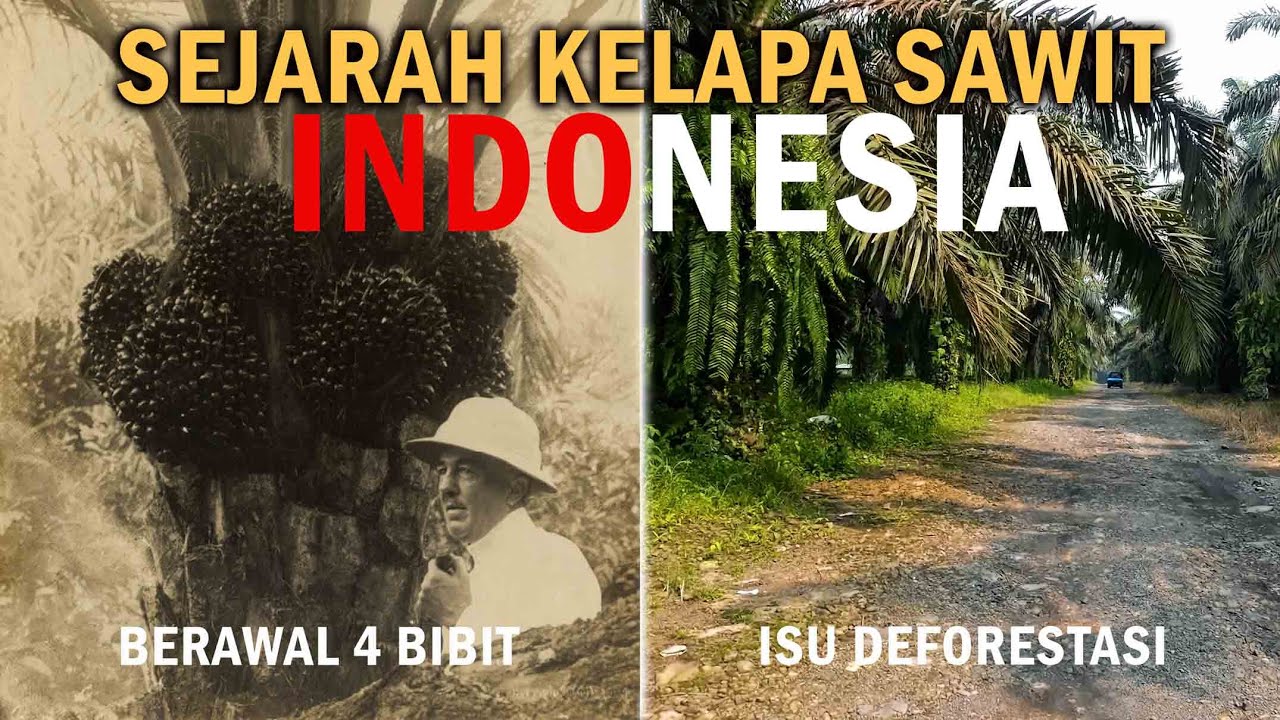 TAKJUB!! Titik Nol Sejarah Kelapa Sawit di Asia Tenggara.
