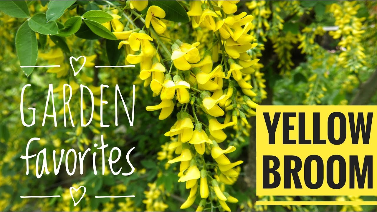 How to grow golden Yellow broom YouTube