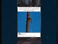 Leopards: Master Tree Climbers