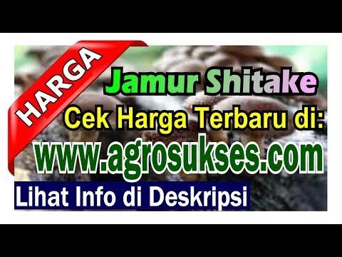 Harga Jamur Shimeji