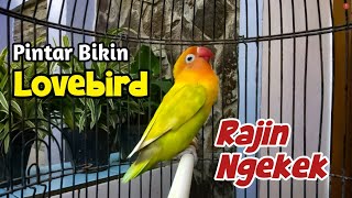 Cara Pintar Agar Lovebirdmu Cepat Gacor dan Rajin Ngekek, Pancing Saja Dengan Suara Lovebird ini