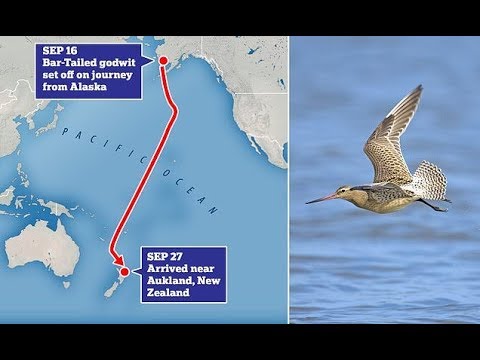 'Jet fighter' godwit breaks world record for non-stop bird flight