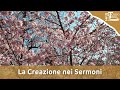 La Creazione nei Sermoni di sant&#39;Antonio