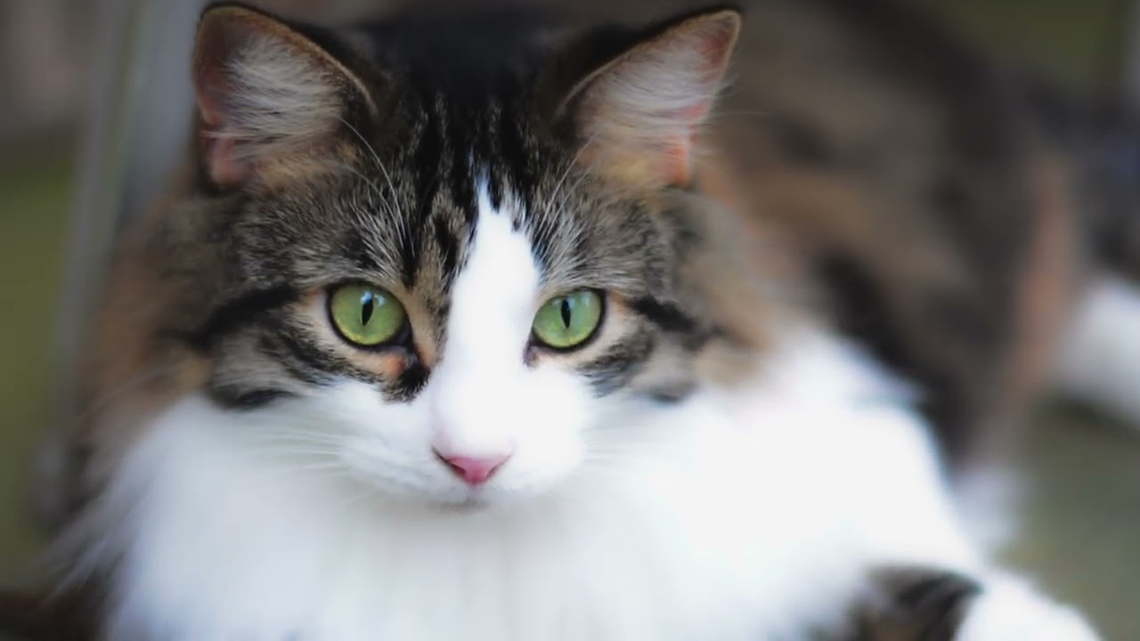 Kitty Dreams Nikon D5200