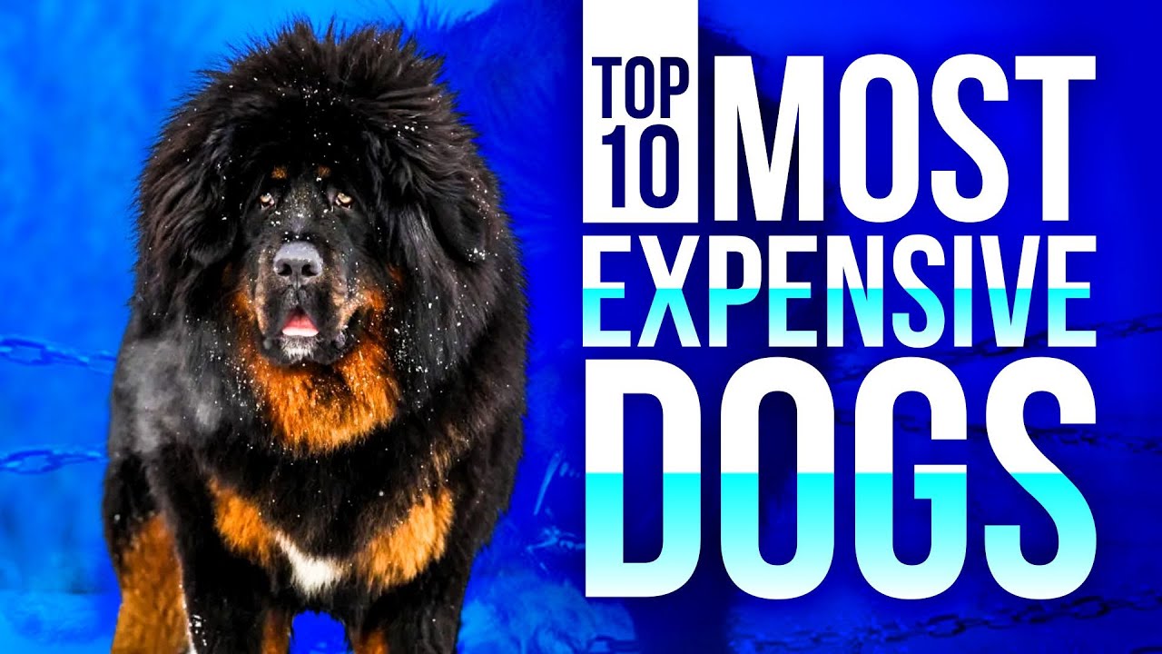 TOP 10 MOST EXPENSIVE DOGS YouTube