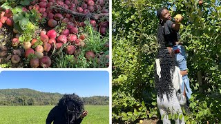 Fall Apple Picking at Chiles Peach Orchard with The Family