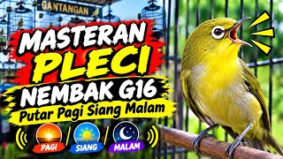 Download lagu MASTERAN PLECI NEMBAK G16 🔥 Cepat Bikin Pleci Mu Gacor Langsung Dan Bongkar Isian