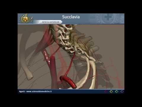 Video: Accessorio Anatomia, Funzione E Diagramma Dell'arteria Epatica Sinistra - Body Maps