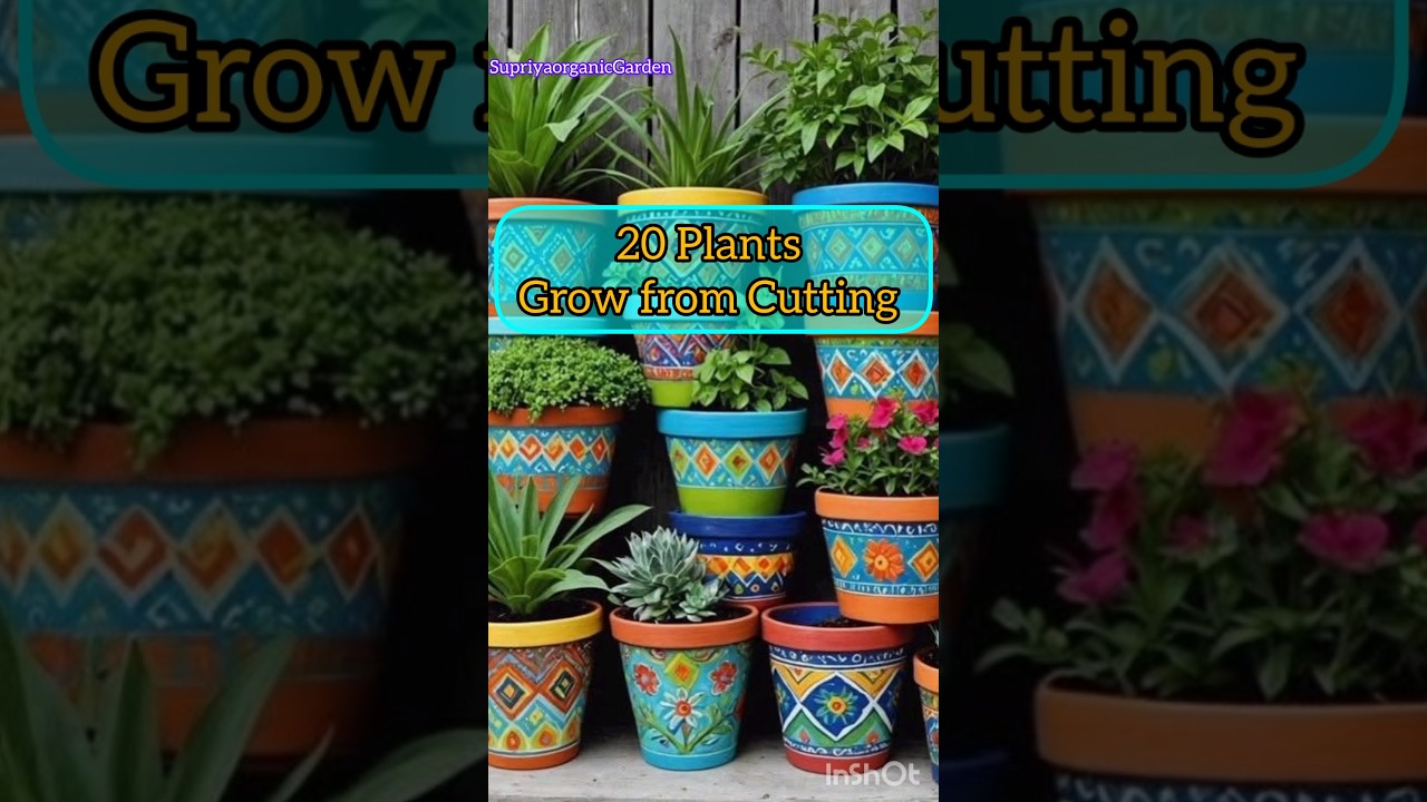 🌈🤩कटिंग से CUP में लगने वाले 20 Indoor Plants🌿 
