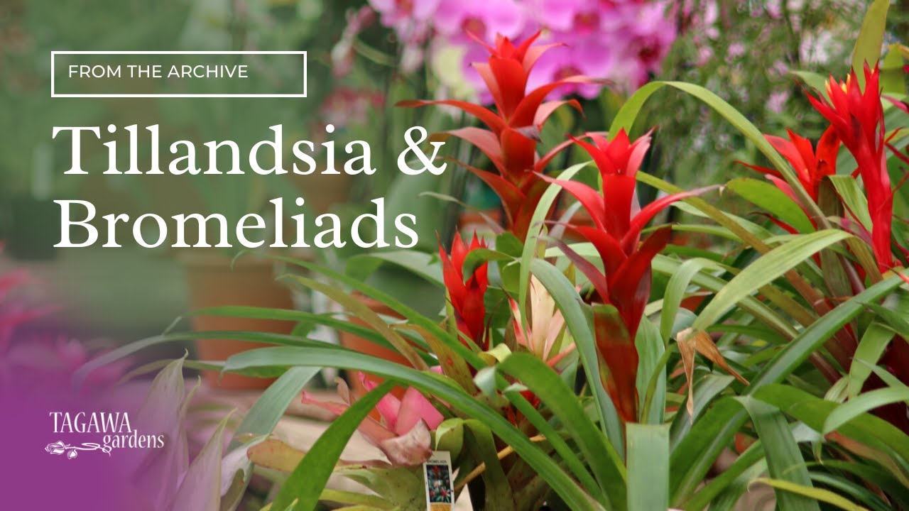 Air Plants (Tillandsias) and Bromeliads by Tagawa Gardens - YouTube