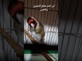 تغريد طائر الحسون ويداني
