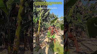 Banana Harvest With a Curved Sickle #FarmTools #BananaHarvest #AgriTech