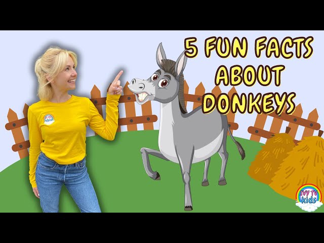 Fun Facts About Donkeys On
