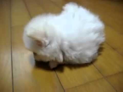 cute snowball puppy - YouTube