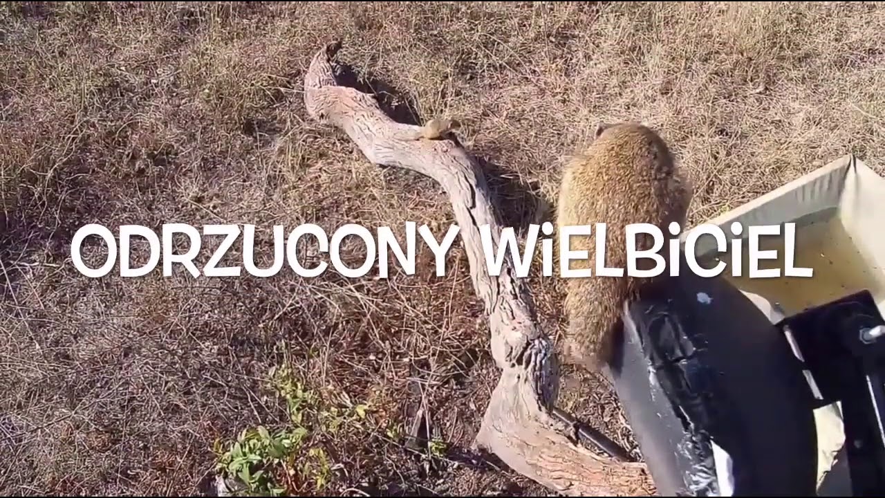 Paraxerus cepapi - Odrzucony wielbiciel - 29.07.2020