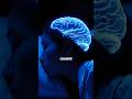 What Happens to Your Brain While Sleeping? 🧠😴 (Sleep Science Explained) #science #shorts