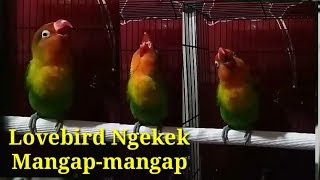 Lovebird Ngekek Mangap-mangap | untuk masteran