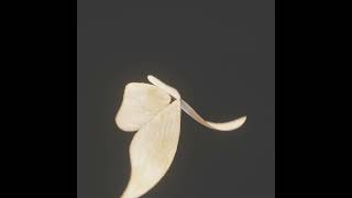 Moth Wings Test