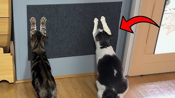 Protect Your Home with This Cat Scratch Furniture Protector
