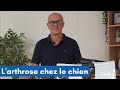  vido veto  larthrose chez le chien