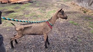 Case against Nyssa dairy goat farm over animal abuse charges moves forward