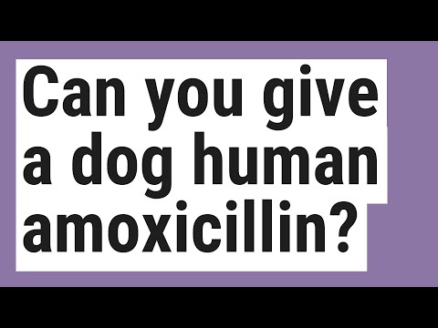 can-you-give-a-dog-human-amoxicillin?