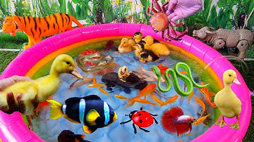 Video tổng hợp cá cảnh đẹp, động vật dễ thương, vịt, bạch tuộc, cá ba đuôi, cá trân châu, con trâu