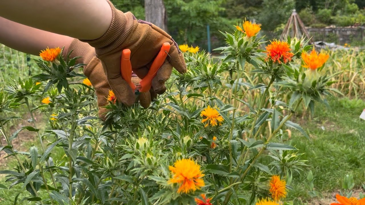Harvesting Safflower For Petals : The Bittersweet Gardens