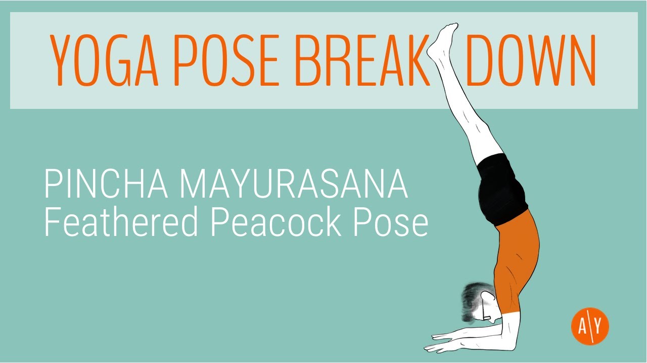 Yoga Pose Breakdown — Pincha Mayurasana aka Feathered Peacock Pose - a step  by step guide 