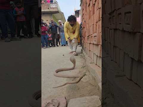 हिम्मत नही हारा आखिर कैसे पकड़ लिया कोबरा सांप को सबलोग देखते रह गए😱#shorts #viral #बिहार 7488491842