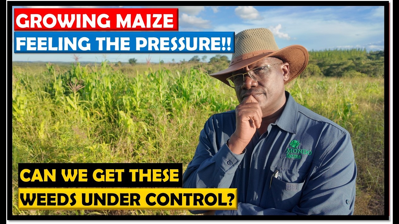 Still from Dealing with Weeds in Maize Crops | Farming in Zambia