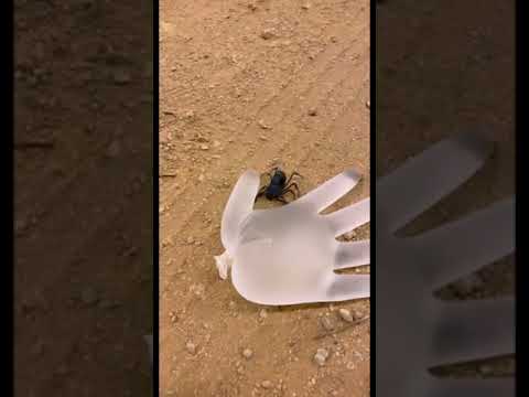 فيديو: اخطر الحشرات. موكب ضرب 