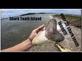 Shark Tooth Island/over 20 teeth found!