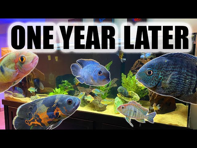 The 180 Gallon South American Cichlid Tank | A Complete Overview