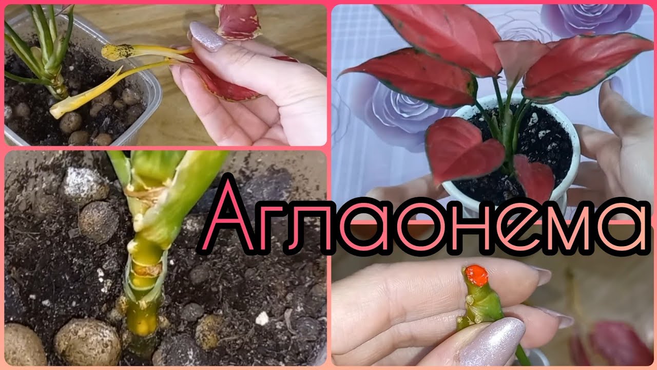 ЖЕЛТЕЕТ ствол у АГЛАОНЕМЫ и отваливаются листья🌱Причина🌺Решение проблемы🌱Наращивание новых корней🌱
