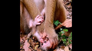 Shocking! Pitiful baby monkey Leo was hard weaning milk by crazy mom Libby