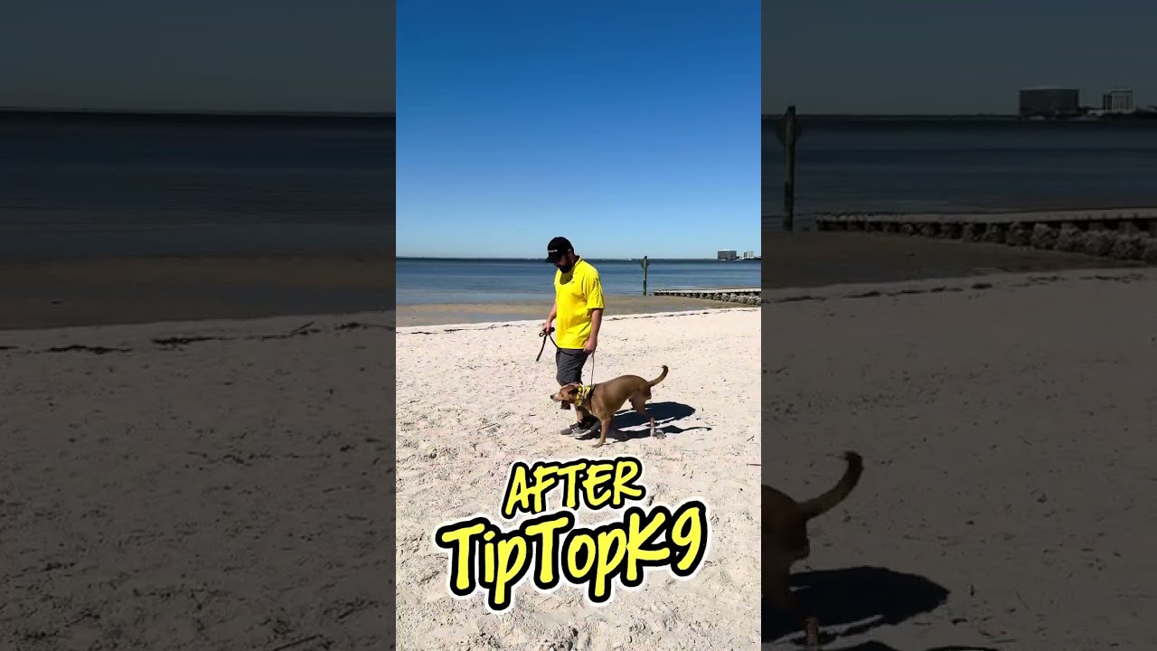 Turk The Tripod | Tip Top K9 Tampa Dog Training