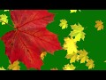 Green Screen Falling leaves, Transition Autumn Футаж Переход осенние листья клена