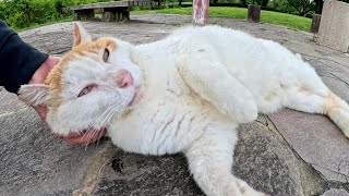 A cute cat goes out to the bench with a human